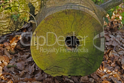 Baumstumpf mit Loch - Tree stump with hole