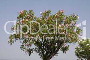 Nerium oleander, Oleanderbaum - Oleander tree with blossoms