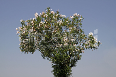 Nerium oleander, Oleanderbaum - Oleander tree with blossoms
