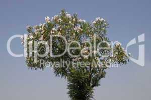 Nerium oleander, Oleanderbaum - Oleander tree with blossoms