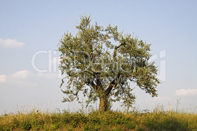 Olivenbaum (Olea europaea) am Gardasee
