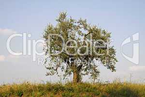 Olivenbaum (Olea europaea) am Gardasee
