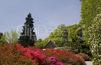 Botanischer Garten in Bielefeld mit blühenden Azaleen - Botanic garden in Bielefeld with blossoming azaleas