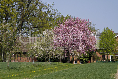 Hof mit Kirschbaumblüte im April in Holperdorp, Tecklenburger Land, NRW