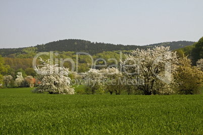 Kirschbaumblüte im April in Holperdorp, Tecklenburger Land, Nordrhein-Westfalen