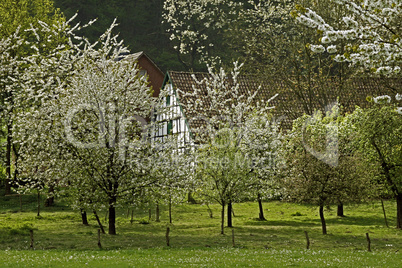 Fachwerkhaus mit Kirschbaumblüte im April in Holperdorp