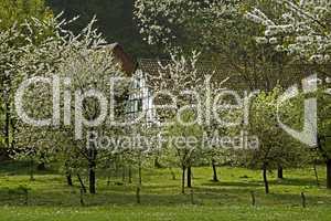 Fachwerkhaus mit Kirschbaumblüte im April in Holperdorp