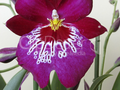 Miltonia-Hybride, Stiefmütterchen-Orchidee