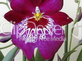 Miltonia-Hybride, Stiefmütterchen-Orchidee