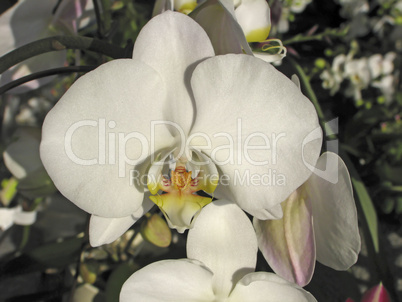 Phalaenopsis-Hybride, Nachtfalter-Orchidee