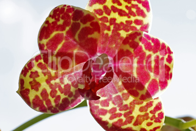 Phalaenopsis-Hybride, Nachtfalter-Orchidee - Phalaenopsis hybrid orchid