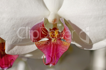 Phalaenopsis-Hybride, Nachtfalter-Orchidee - Phalaenopsis hybrid orchid