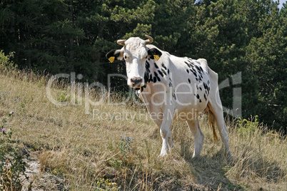 Weiße Kuh am Berghang - White speckled cow