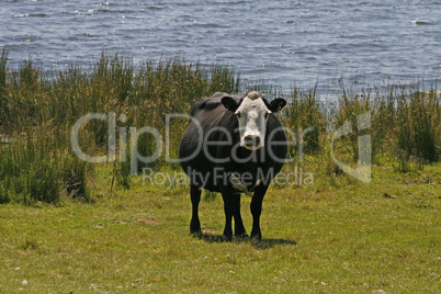 Kuh, Bodmin Moor, Colliford Lake, Cornwall