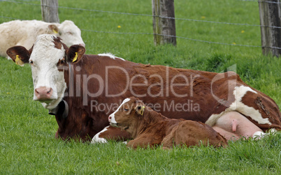 Braune Kuh mit jungem Kalb