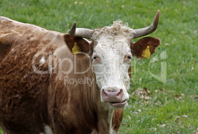 Rind auf einer Weide - Cattle on a pasture