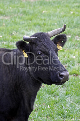 Rind auf einer Weide - Cattle on a pasture