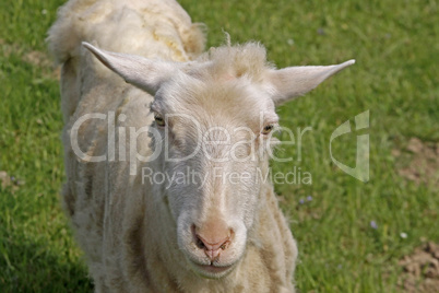 Schaf - Sheep