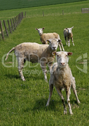 Schaf  - Sheep