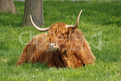 Schottisches Hochlandrind -  Highland Cattle