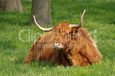 Schottisches Hochlandrind -  Highland Cattle