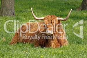 Schottisches Hochlandrind -  Highland Cattle