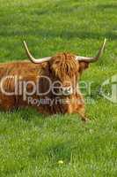 Schottisches Hochlandrind -  Highland Cattle