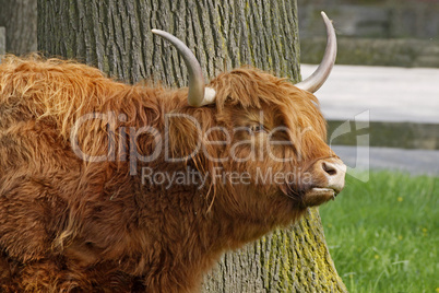 Schottisches Hochlandrind -  Highland Cattle