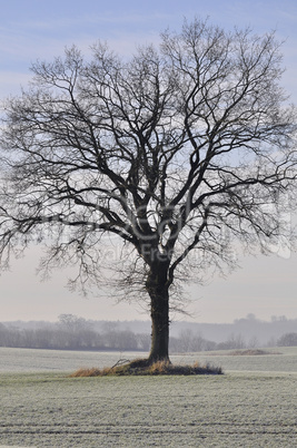 Rotbuche im Winter - Fagus-sylvatica