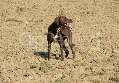 Hund auf Ackerboden