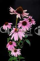 Sonnenhut Purpur - Purple Coneflower 15