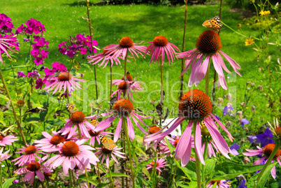 Sonnenhut Purpur - Purple Coneflower 29