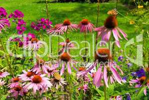 Sonnenhut Purpur - Purple Coneflower 29