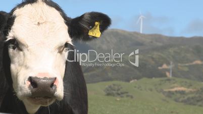 Cow and wind turbine