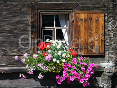 Blumenfenster / Flower Window
