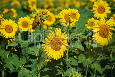 Sunflowers Meadow, Tuscany