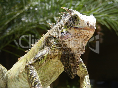 Leguan Portrait