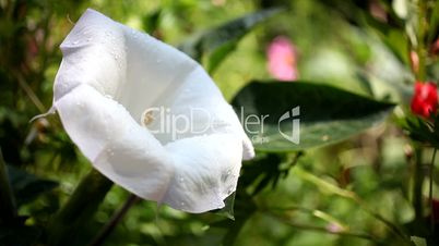 Water droplets on flower Datura
