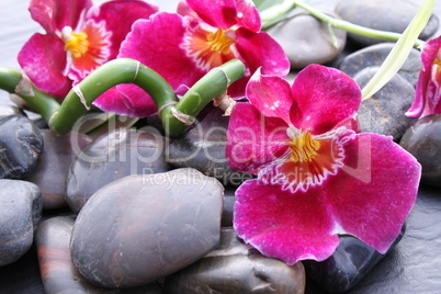 Orchideenblüte auf Kieselsteinen