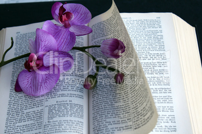 Orchideenblüten  auf einer aufgeschlagenen Bibel