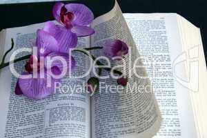 Orchideenblüten  auf einer aufgeschlagenen Bibel
