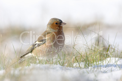 Buchfink im Schnee