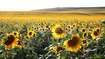 jump in the sunflowers
