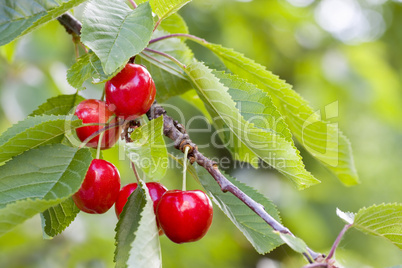 Rote Kirschen am Baum