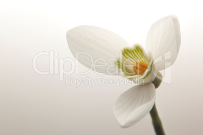 Snow drop white on background 002