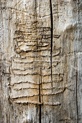 Wood Worm Tracks
