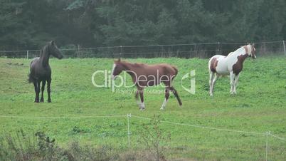 Horses on a  green pasture