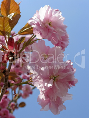 Prunus, Japanische Zierkirsche