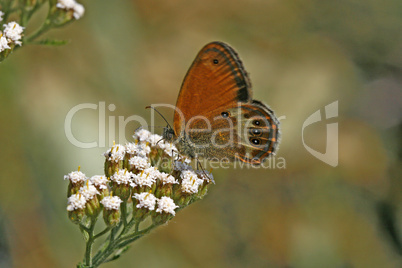 Coenonympha arcania, Perlgrasfalter