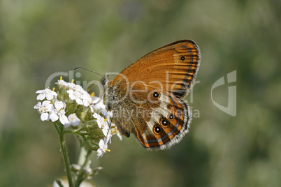 Coenonympha arcania, Perlgrasfalter